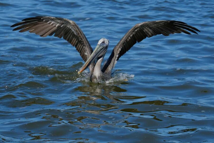 Private Ría Lagartos Boat Tour: Flamingos & Crocodiles - What to bring and what to leave at home