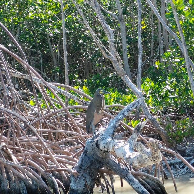 Private Ría Lagartos Boat Tour: Flamingos & Crocodiles - Crocodile spotting with Kelvin, Martin Jr., or Abram