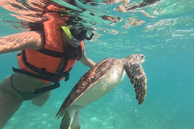 Private Snorkeling with Sea Turtles in Akumal Beach - Why Akumal’s turtles need a regulated swim