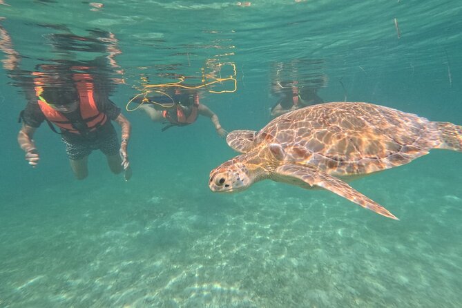 Private Snorkeling with Sea Turtles in Akumal Beach - The first minutes in the water