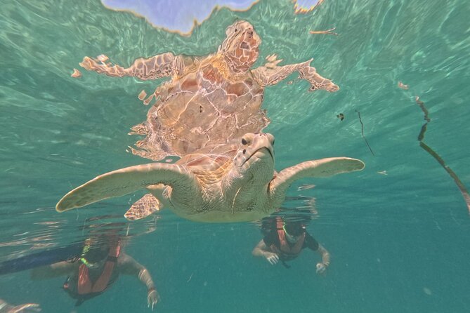 Private Snorkeling with Sea Turtles in Akumal Beach - Finding green turtles in the official circuit