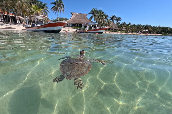 Private Snorkeling with Sea Turtles in Akumal Beach - What the guide adds to the experience