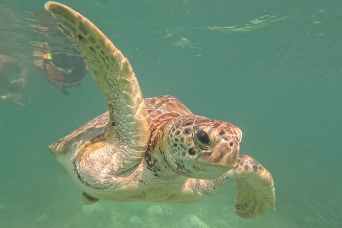Private Snorkeling with Sea Turtles in Akumal Beach - Why the private format matters at $65.57