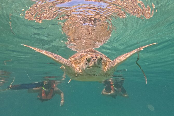 Private Snorkeling with Sea Turtles in Akumal Beach - The best time to book your swim