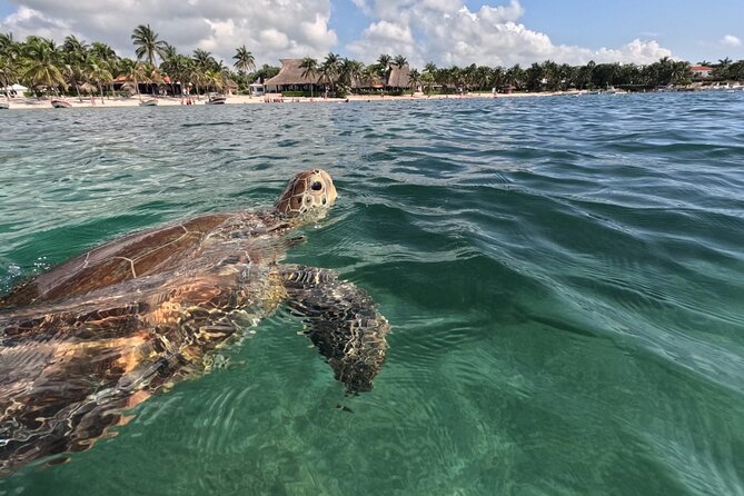 Private Snorkeling with Sea Turtles in Akumal Beach - Meeting Darwin and Marlene at Playa Akumal