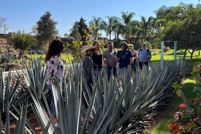Private Tequila Tour with Local Expert - Why this private format works so well