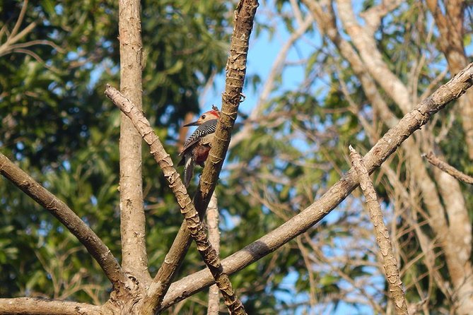 Private Tour: Birdwatching from Cancun - Into the Mayan jungle near the Riviera Maya