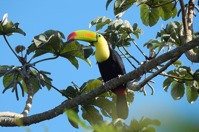 Private Tour: Birdwatching from Cancun - What you might see, from parrots to trogons