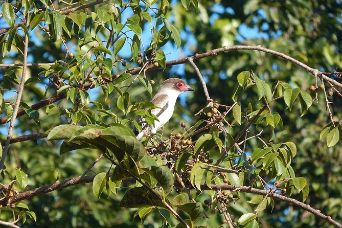 Private Tour: Birdwatching from Cancun - A private tour that works for mixed skill levels