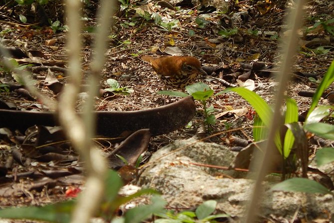 Private Tour: Birdwatching from Cancun - Binoculars, clothing, and useful preparation
