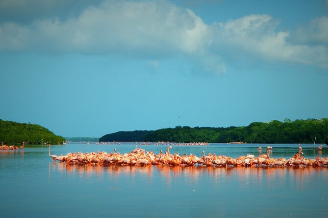 Private Tour Celestun Flamingo Watching and Beach - Leaving Mérida for Celestún