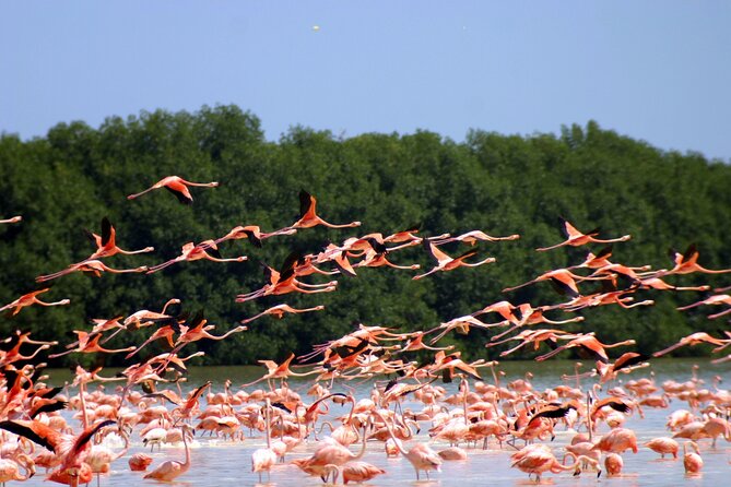 Private Tour Celestun Flamingo Watching and Beach - The flamingo season from December through March