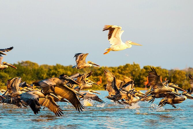 Private Tour Celestun Flamingo Watching and Beach - Bird Island and the mangrove tunnel