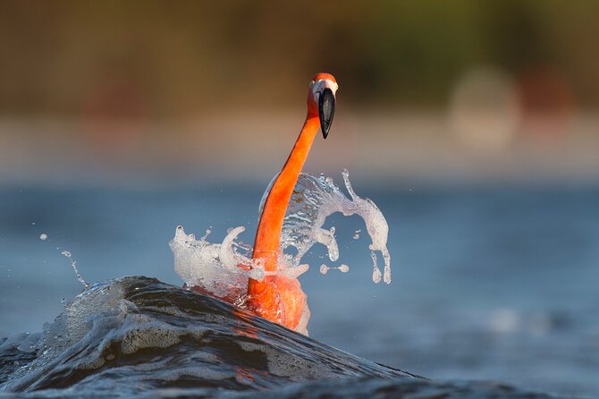 Private Tour Celestun Flamingo Watching and Beach - What the private format is worth