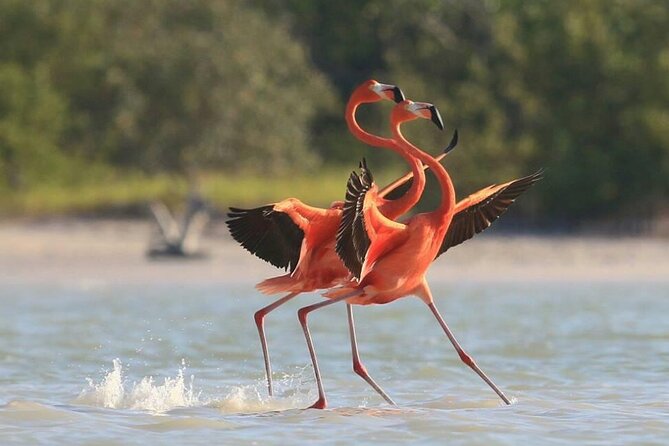 Private Tour Celestun Flamingo Watching and Beach - Who should book this Celestún day trip?