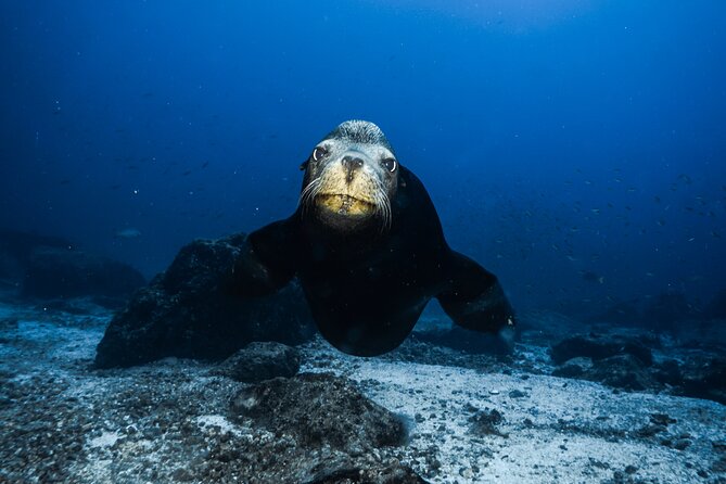 Private Trip Espiritu Santo Island - Snorkeling with marine biologist guides