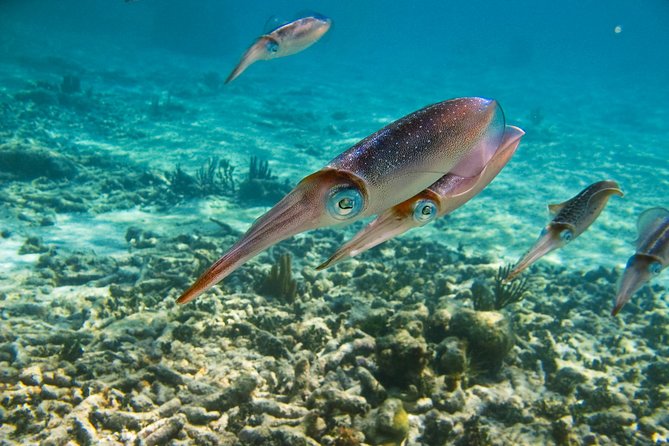 Private Tulum Ruins, Turtles in Akumal and Cenote Adventure - Who should book this tour?