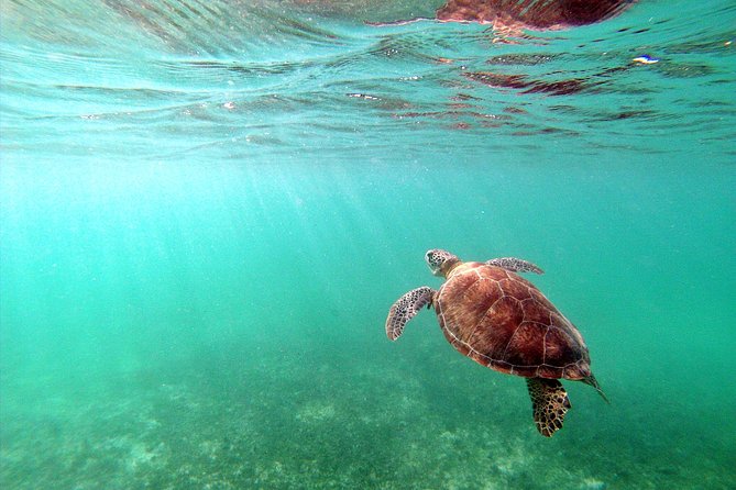 Private Turtles & Cenotes Adventure - The strongest reasons to book