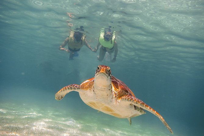Private Turtles & Cenotes Adventure - What Turtle Bay feels like in practice