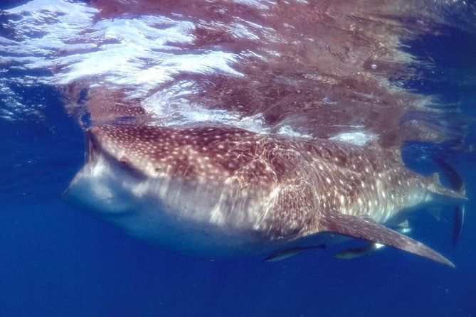 Private Whale shark Ecofriendly tour from Cancun - Learning about whale sharks before you swim
