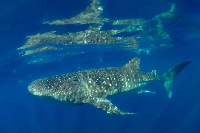 Private Whale shark Ecofriendly tour from Cancun - The boat ride to the whale shark reserve