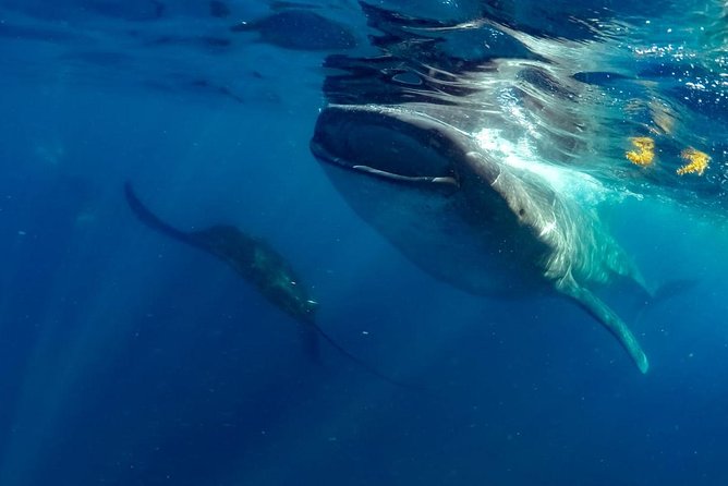 Private Whale shark Ecofriendly tour from Cancun - What snorkeling with the whale sharks may feel like