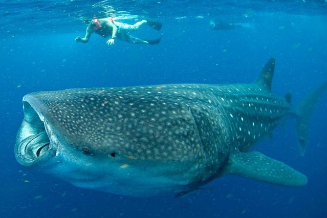 Private Whale shark Ecofriendly tour from Cancun - Reef snorkeling and a memorable lunch