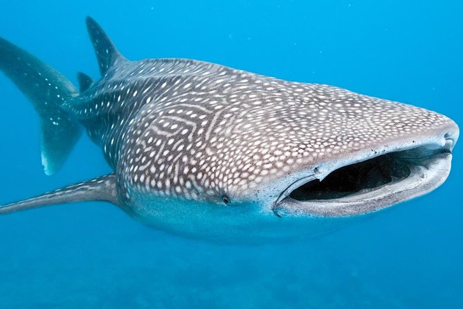 Private Whale shark Ecofriendly tour from Cancun - Returning to Cancun around 1:30 pm