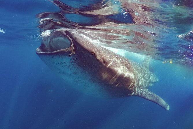 Private Whale shark Ecofriendly tour from Cancun - Health and safety details to know