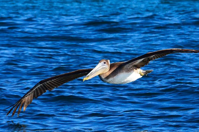 PRIVATE Whale Watch Tour | Cabo San Lucas | Biologist | FREE Pics - Lovers Beach and Pelican Rock