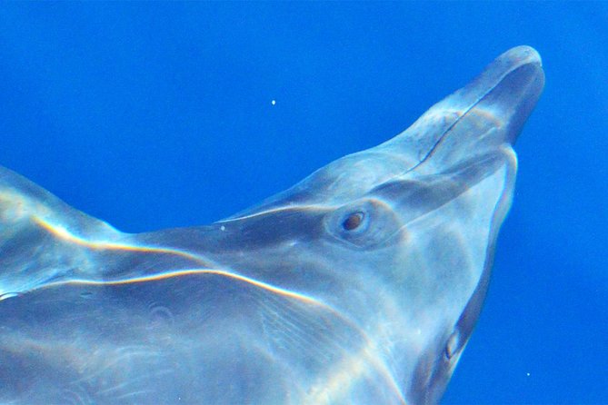 PRIVATE Whale Watch Tour | Cabo San Lucas | Biologist | FREE Pics - Choosing the Sea of Cortez or Pacific Ocean