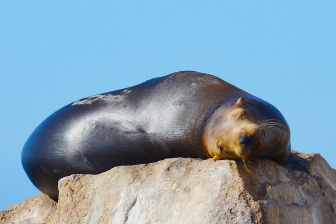 PRIVATE Whale Watch Tour | Cabo San Lucas | Biologist | FREE Pics - The whale encounters you might see