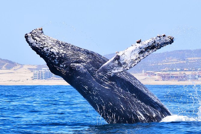 PRIVATE Whale Watch Tour | Cabo San Lucas | Biologist | FREE Pics - Free photos and the one important catch