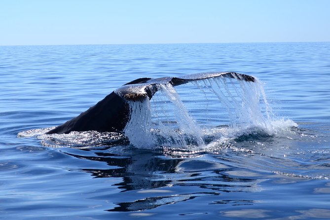 PRIVATE Whale Watch Tour | Cabo San Lucas | Biologist | FREE Pics - The Arch: Cabo’s quick photo stop