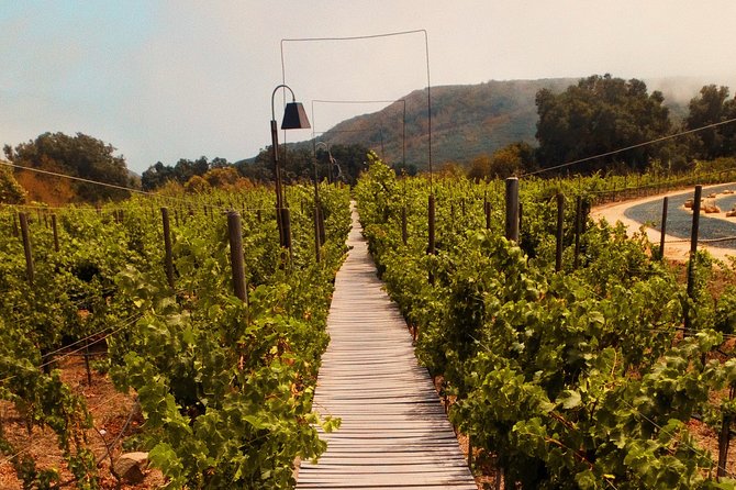 Private Wine Tour at Valle de Guadalupe (A wine tasting included). - Views, Vineyards, and Time to Slow Down