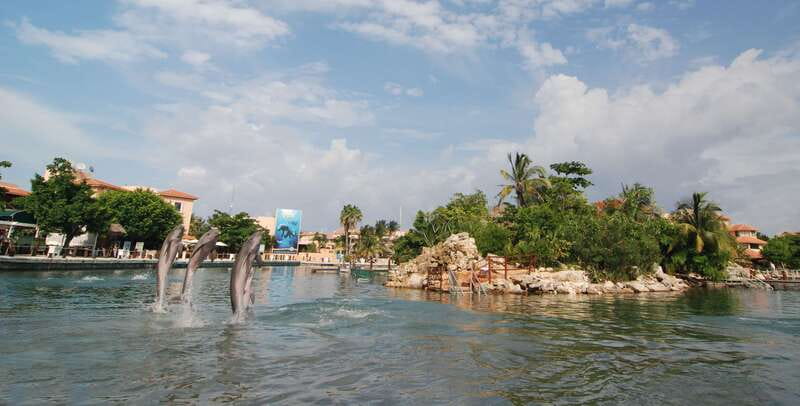 Puerto Aventuras: Dolphin Swim, Sea Lions, Manatees, & Lunch - Sixty minutes with the dolphins