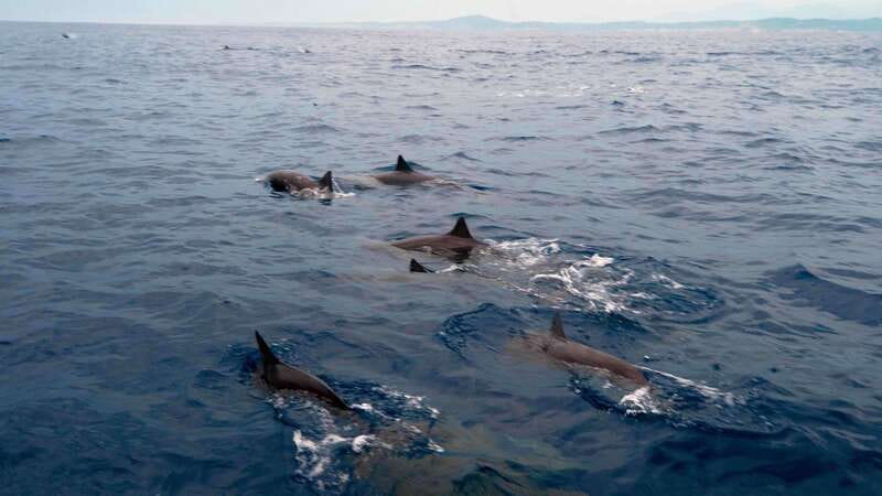 Puerto Escondido: Boat Tour among Dolphins and Turtles - Starting at 7:00 AM in Puerto Escondido