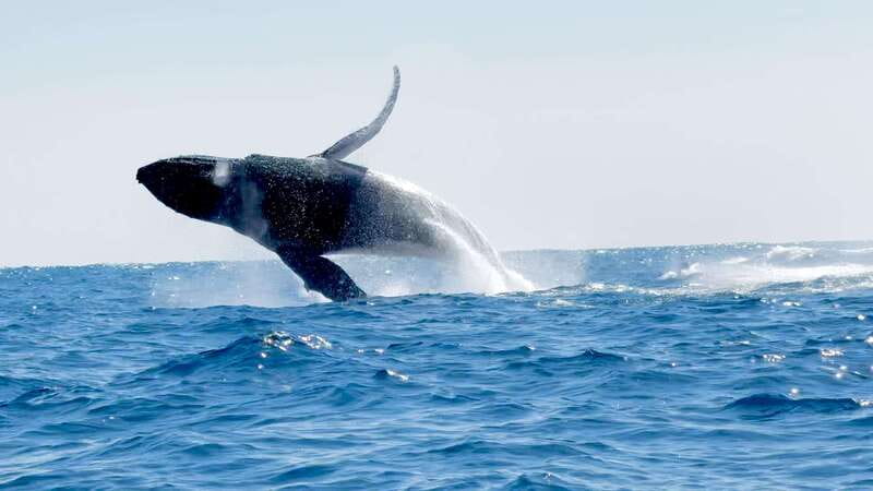 Puerto Escondido: Boat Tour among Dolphins and Turtles - Sea turtles and possible migrating whales