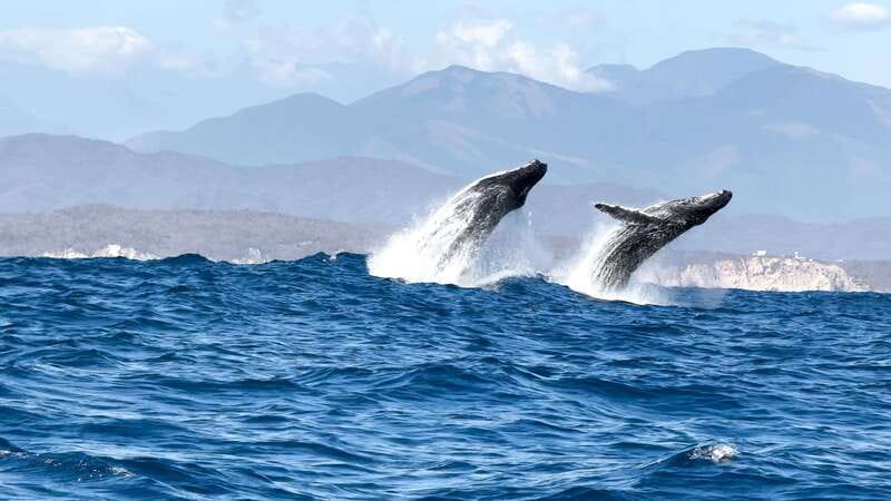 Puerto Escondido: Boat Tour among Dolphins and Turtles - What the boat ride feels like