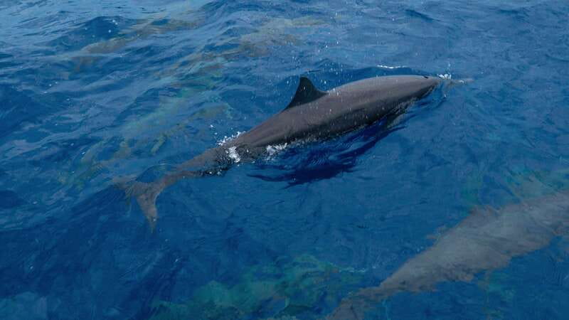 Puerto Escondido: Boat Tour among Dolphins and Turtles - The value of $79 per person