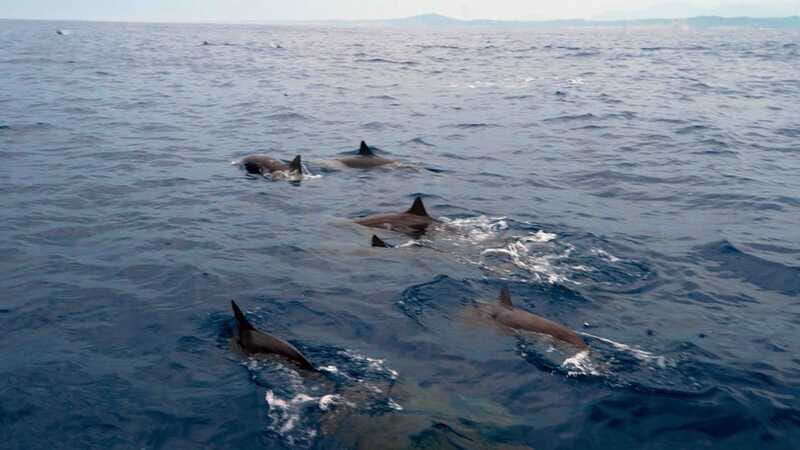 Puerto Escondido: Boat Tour among Dolphins and Turtles - Who will enjoy this Puerto Escondido tour
