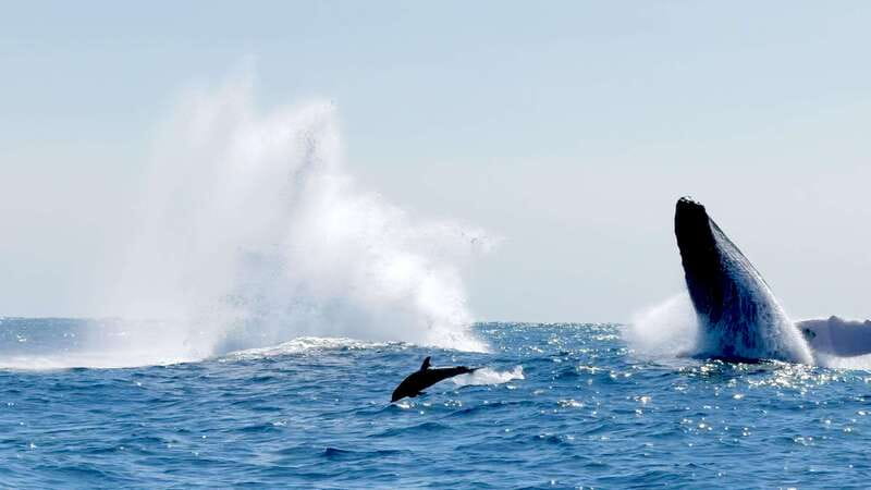 Puerto Escondido: Boat Tour among Dolphins and Turtles - Language, guides, and practical service