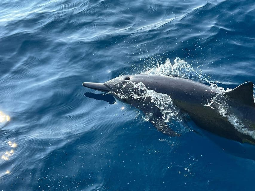 Puerto Escondido: Boat Tour to see Dolphins and Marine Life - Who should book this experience?