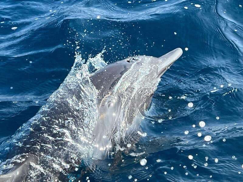 Puerto Escondido: Boat Tour to see Dolphins and Marine Life - What swimming with dolphins is really like