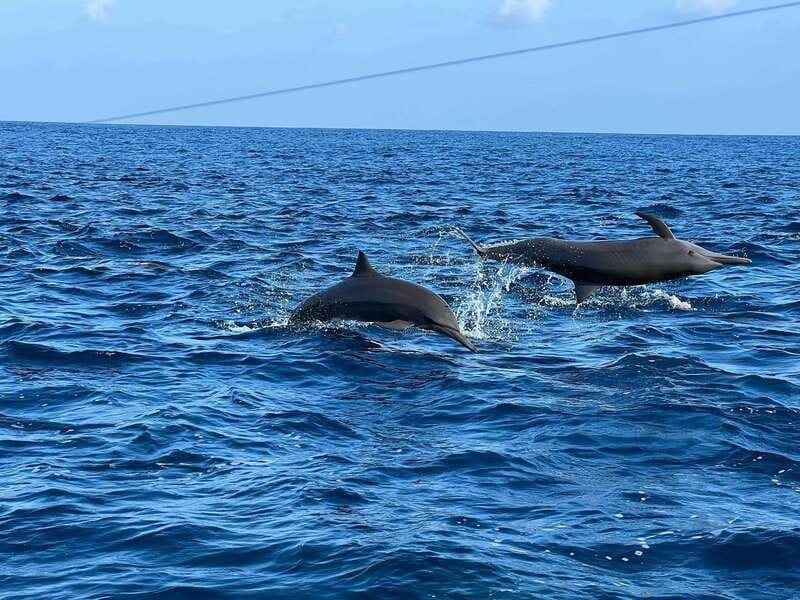 Puerto Escondido: Boat Tour to see Dolphins and Marine Life - Turtles, rays, fish, and birds along the way