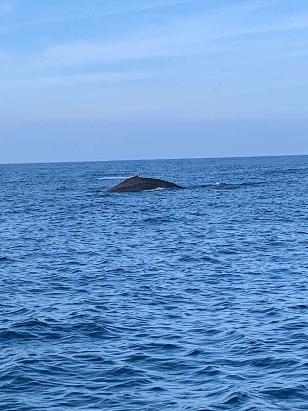 Puerto Escondido: Boat Tour to see Dolphins and Marine Life - Boat comfort, music, and group size