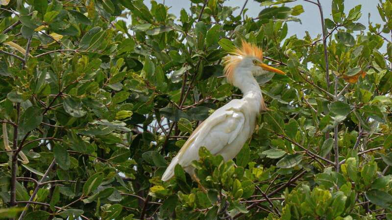 Puerto Escondido: Oaxaca Coast Wildlife Ecotour - Mazunte, coffee, food, and a blue crab story