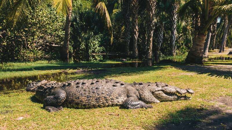 Puerto Escondido: Oaxaca Coast Wildlife Ecotour - La Ventanilla: the day’s strongest stop