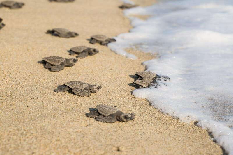 Puerto Escondido: Turtle Release Experience - Who will enjoy this most?