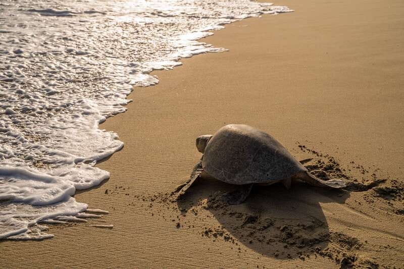 Puerto Escondido: Turtle Release Experience - Why this Puerto Escondido turtle release feels special